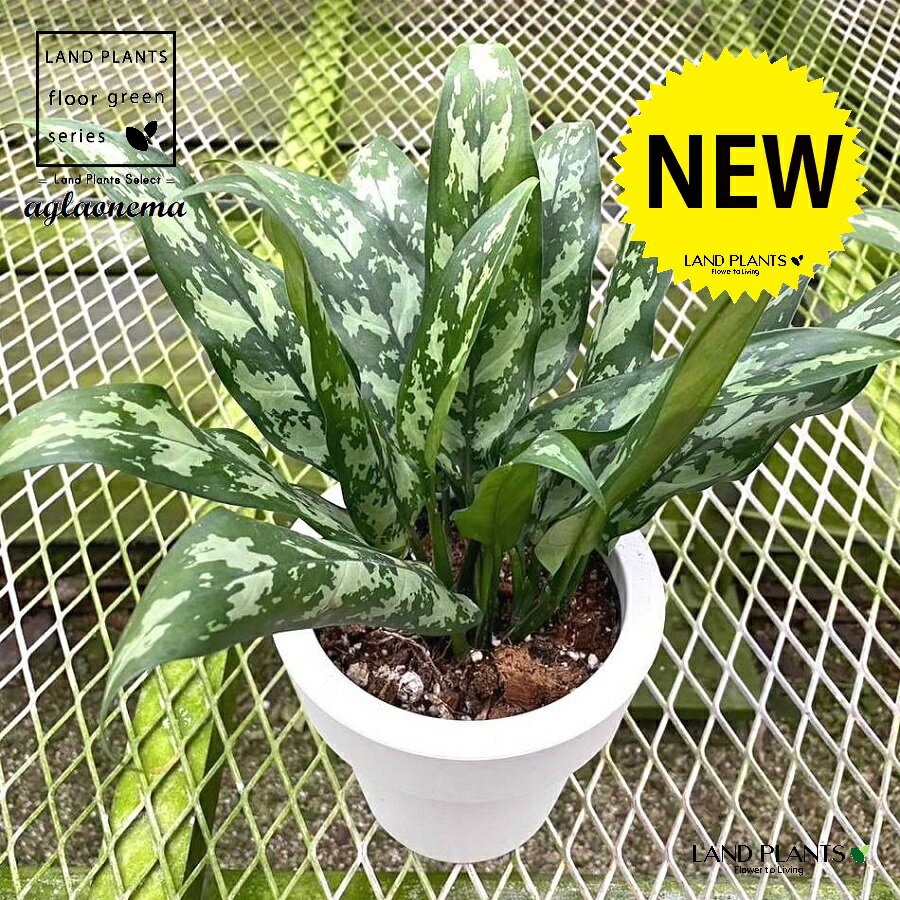 アグラオネマ（マリア） 5号 プラスチック鉢 1鉢 Aglaonema Maria