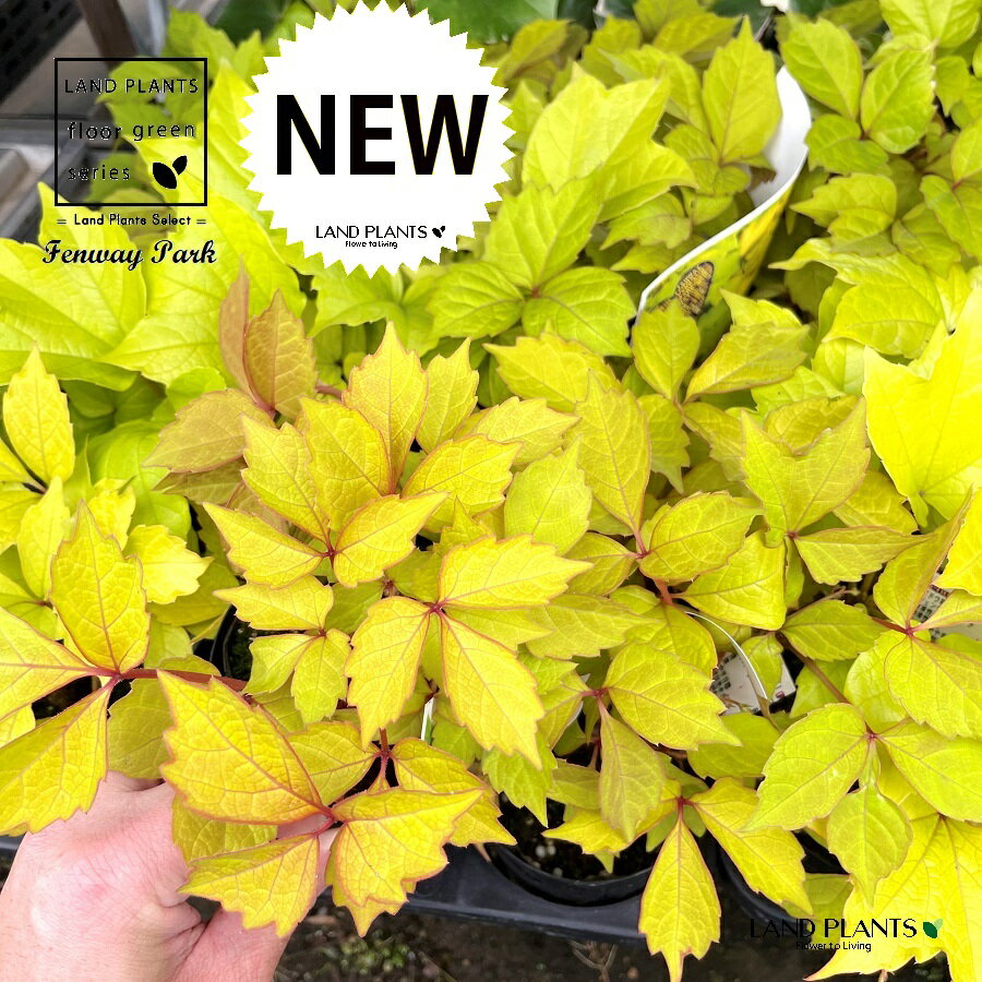 楽天市場】ナツハゼ(花・観葉植物|花・ガーデン・DIY)の通販 楽天市場】ナツハゼ(花・観葉植物|花・ガーデン・DIY)の通販