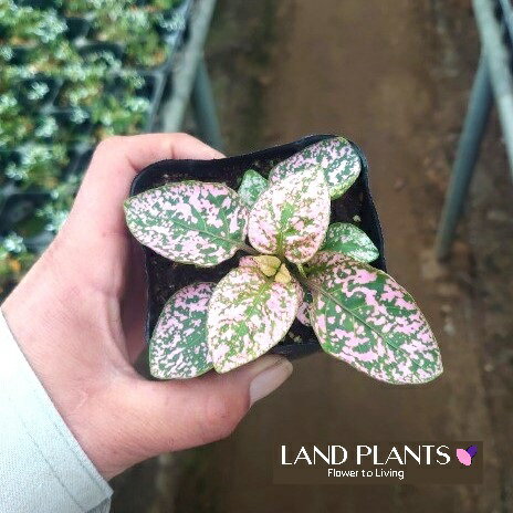 ヒポエステス（ピンク） 3号 ポット苗 1鉢 カラーリーフ シタイショウ Hypoestes