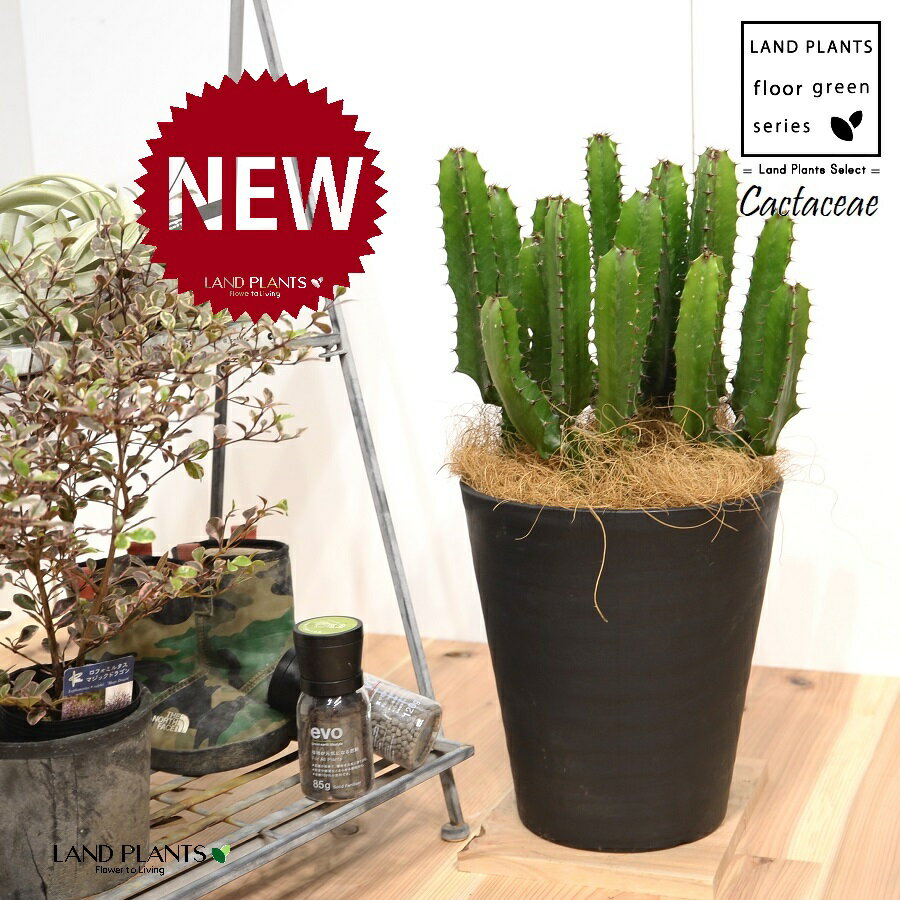 ܥƥ աΩ硼ȡ 8  饢ȭ 1ȭ ڥեС緿 ܥƥ󥫥 󥫥 桼եӥ 桼ۥӥ ¿ ¿ʪ Cactaceae Euphorbia acrurensis 4