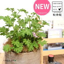 カトリソウ (蚊香龍:虫除けの木) デザインの良い テラコッタ鉢 【ココファイバー】大型 カコロン カーコロン ニオイゼラニウム ローズゼラニウム ニオイテンジクアオイ 匂天竺葵 蚊取草 蚊酔草 蚊連草 Pelargonium graveolens 4
