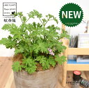 カトリソウ (蚊香龍:虫除けの木) デザインの良い テラコッタ鉢 【ココファイバー】大型 カコロン カーコロン ニオイゼラニウム ローズゼラニウム ニオイテンジクアオイ 匂天竺葵 蚊取草 蚊酔草 蚊連草 Pelargonium graveolens 4