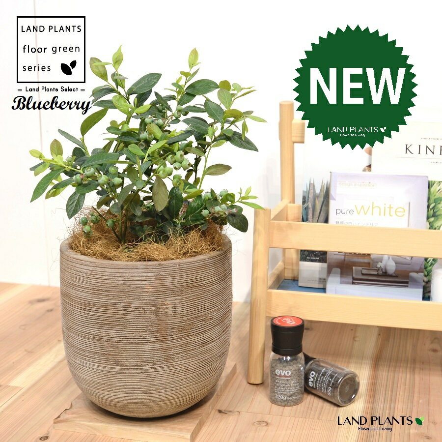 ブルーベリー デザインの良い テラコッタ鉢 【ココファイバー】大型 ベリー ヌマスノキ アメリカスノキ 沼酸槐 blueberry 3