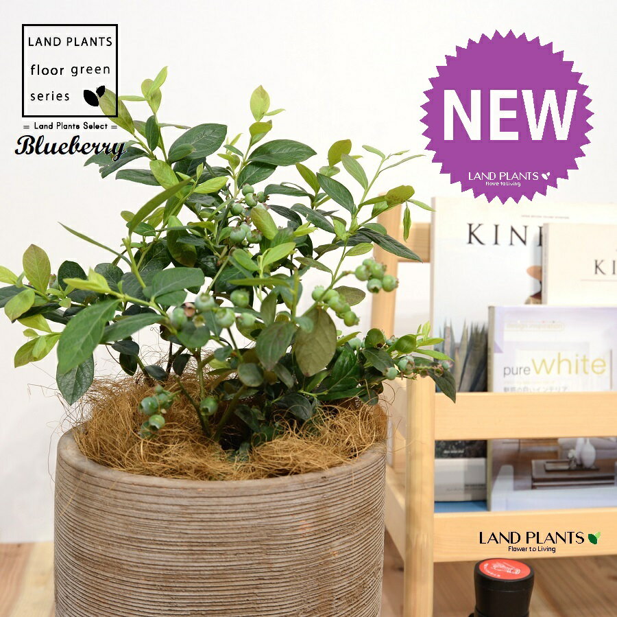 ブルーベリー デザインの良い テラコッタ鉢 【ココファイバー】大型 ベリー ヌマスノキ アメリカスノキ 沼酸槐 blueberry 3