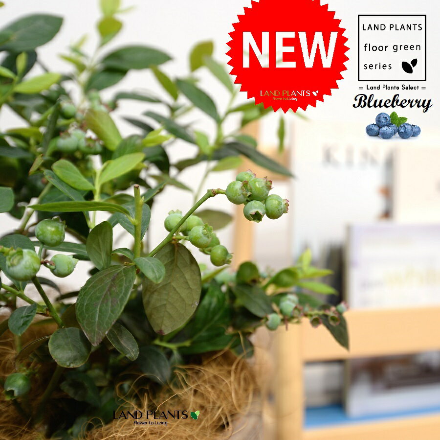 ブルーベリー デザインの良い テラコッタ鉢 【ココファイバー】大型 ベリー ヌマスノキ アメリカスノキ 沼酸槐 blueberry 3