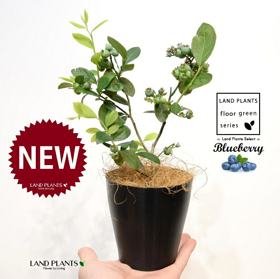 ブルーベリー 4号 黒色 プラスチック鉢 1鉢 【ココファイバー】苗 苗木 ベリー ヌマスノキ アメリカスノキ 沼酸槐 blueberry