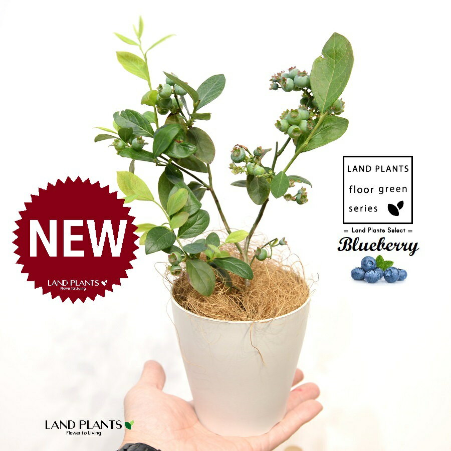 ブルーベリー4号白色プラスチック鉢...