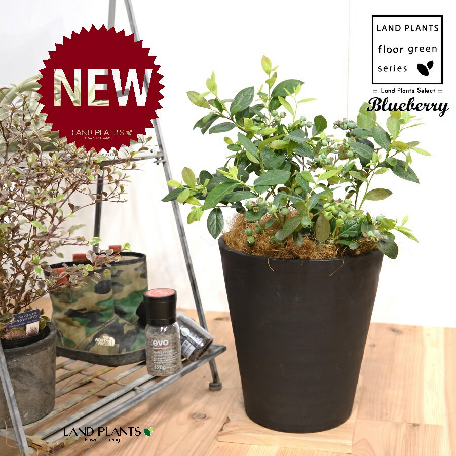 ブルーベリー 8号 黒色 セラアート鉢 1鉢 【ココファイバー・受皿】大型 ベリー ヌマスノキ アメリカスノキ 沼酸槐 blueberry 4