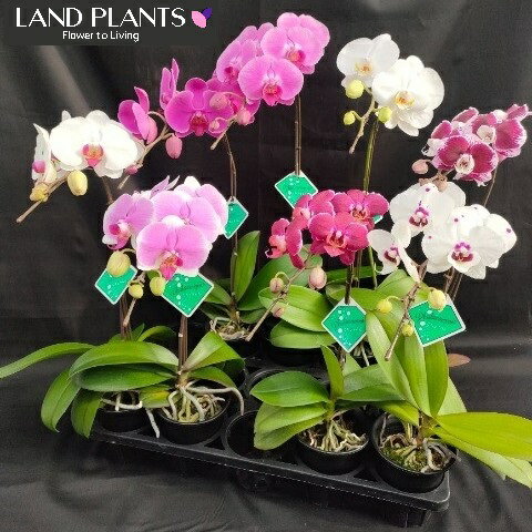 コチョウラン 胡蝶蘭：品種おまかせ 3.5号 プラスチック鉢 1鉢 H60cm～70cm こちょう蘭 蘭 ラン ファレノプシスPhalaenopsis aphrodite Moth orchid