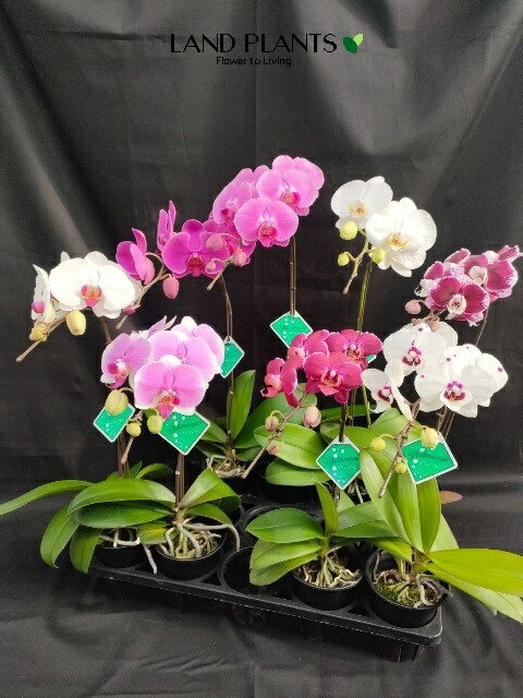  コチョウラン（胡蝶蘭：品種おまかせ） 3.5号 プラスチック鉢 8鉢 H60cm～70cm こちょう蘭 蘭 ラン ファレノプシスPhalaenopsis aphrodite Moth orchid
