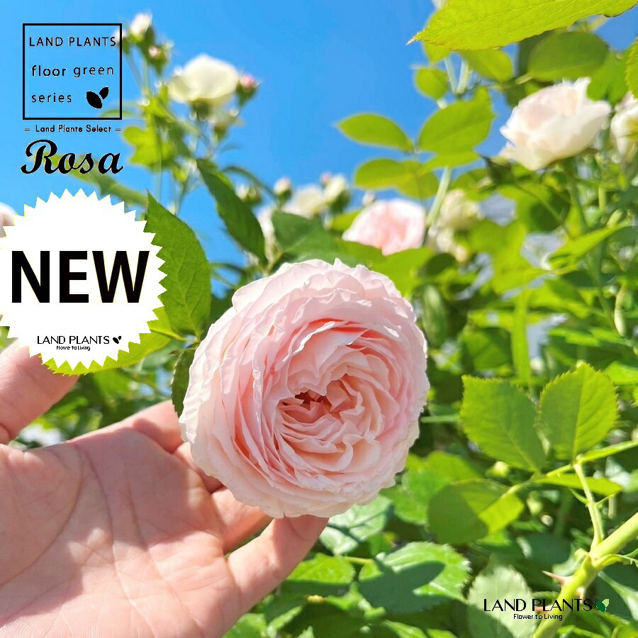 バラ（ツルバラ：ピエールドロンサール） 8号 プラスチック苗 1鉢 薔薇 ばら 蔓薔薇 つる薔薇 Rosa Pierre de Ronsard