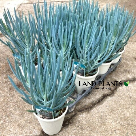 【ケース販売：11入】 キュリオ（フィコイデス・ブルース） 4号 プラスチック鉢 1鉢 セネシオ フィコイデス Curio ficoides 'Blue'