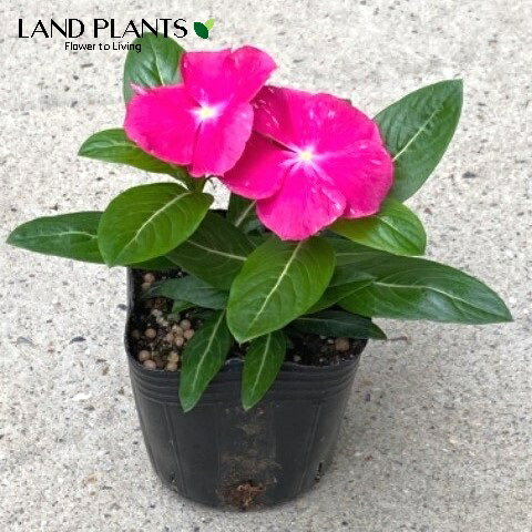 日々草・ニチニチソウ（タイタン：ローズ） 3号 ポット苗 3鉢 Catharanthus roseus Madagascar periwinkle