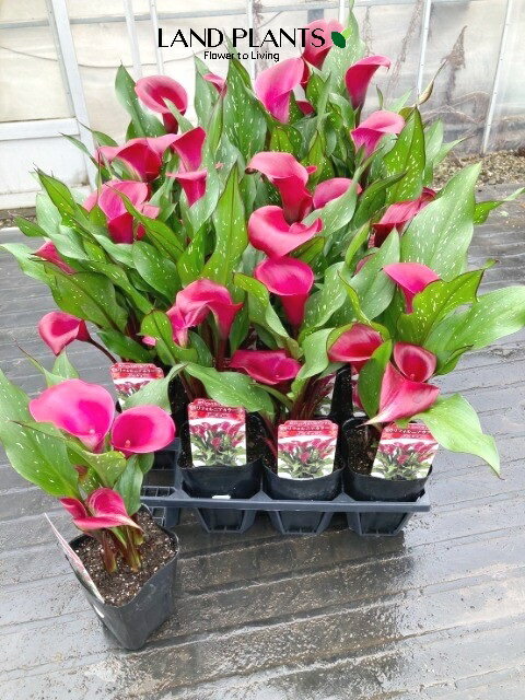 ڥ䡧20 顼ʥȡ硼 3.5 ݥå 20ȭ ʥ Zantedeschia Calla