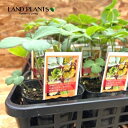 ボタンボウフウ(長命草) 3号 ポット苗 1鉢 濱海前胡 日本前胡 Peucedanum japonicum Thunb. var. japonicum