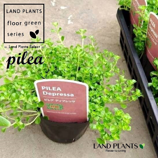 ピレア（おまかせ品種） 3号 ポット苗 1鉢 pilea