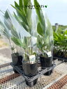 【ケース販売:6入】 アルピニア(月桃:ゲットウ) 4号 プラスチック苗 6鉢 サンニン サニン サニ サニン サヌイン サネン ムチガシャ ムチザネン マームチハサー Alpinia zerumbet Shell ginge