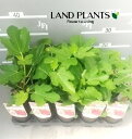 【ケース販売:15入】 イチジク(無花果:サマーレッド) 3.5号 ポット苗 15鉢 無花果 映日果 唐柿(からがき とうがき) 蓬莱柿(ほうらいし) 南蛮柿(なんばんがき) 唐枇杷(とうびわ) Ficus carica fig tree