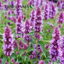 アガスターシェ(ビーリシャスパープル) 3寸 ポット苗 1鉢 アガスターシェビーリシャスパープル アガスタケ アガスタチェ メキシカンヒソップ Agastache rugosa ""Beelicious Purple""