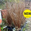 【ケース販売:6入】 カレックス(レッドルースター) 5号 ポット苗 6鉢 カレックスレッドルースター スゲ 菅 Carex hirta true sedges