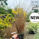 カレックス(レッドルースター) 5号 ポット苗 1鉢 カレックスレッドルースター スゲ 菅 Carex hirta true sedges