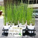【ケース販売:11入】 トクサ(ミズトクサ:水砥草) 4寸 プラスチック鉢 11鉢 エダウチトクサ 砥草 木賊 歯磨草 ハミガキクサ Equisetum hyemale