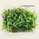 コツボゴケ(小坪蘚) Sサイズ(内枠100mm×65mm×45mm) 1パック 天然山苔 苔 コケ こけ 小坪苔 Plagiomnium acutum (Lindb.) T.J.Kop. Miniaceae