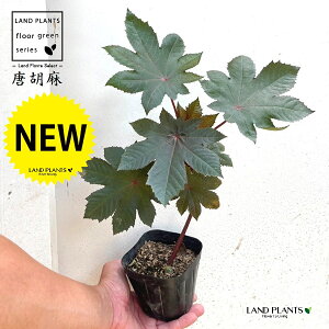 トウゴマ(唐胡麻) 3.5号 ポット苗 1鉢 ヒマ(蓖麻) ひまし油(蓖麻子油) Ricinus communis