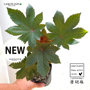 トウゴマ(唐胡麻) 3.5号 ポット苗 1鉢 ヒマ(蓖麻) ひまし油(蓖麻子油) Ricinus communis