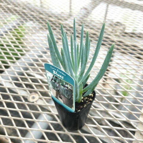 キュリオ（フィコイデス・ブルース） 2.5号 ポット苗 1鉢 セネシオ Curio ficoides 'Blue'