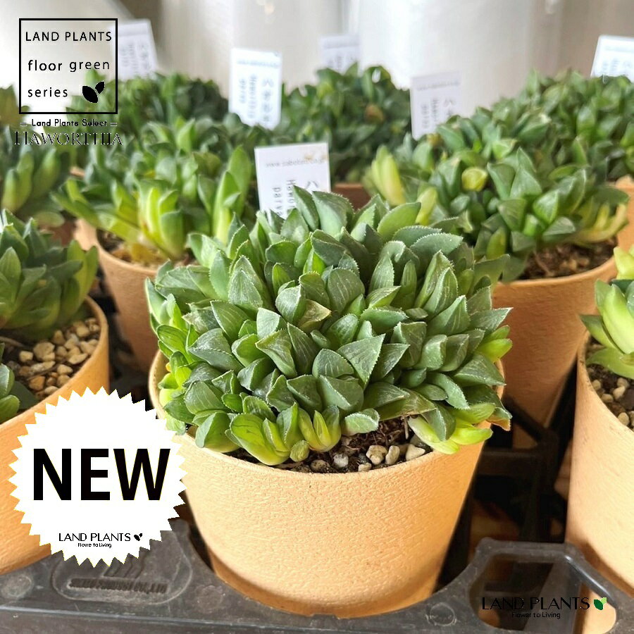 ハオルチア4号プラスチック鉢1鉢ハ...