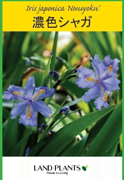 LAND PLANTS ŷԾŹ㤨֡ڥ䡧11 㥬ǻ㥬 4 ݥå 11ȭ Υ祯㥬 ʹ  ĳ Iris japonicaפβǤʤ21,880ߤˤʤޤ