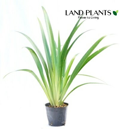 LAND PLANTS ŷԾŹ㤨֥㥬֡ 4 ݥå 1ȭ Υ祯㥬 ʹ  ĳ Iris japonicaפβǤʤ2,980ߤˤʤޤ