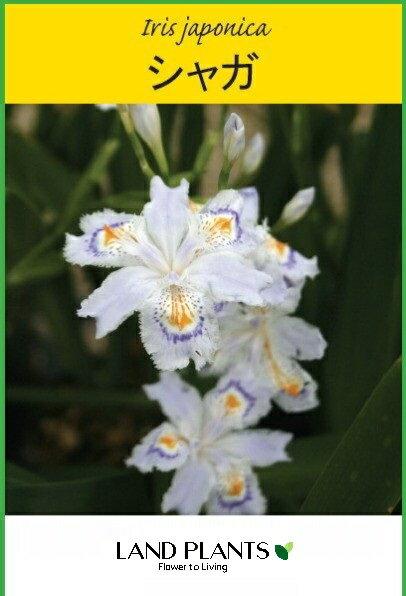 LAND PLANTS ŷԾŹ㤨֡ڥ䡧 㥬֡ 4 ݥå 11ȭ Υ祯㥬 ʹ  ĳ Iris japonicaפβǤʤ21,880ߤˤʤޤ