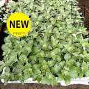 【海浜植物】 イソギク(磯菊) 3.5号 ポット苗 キク 菊 イソ菊 Dendranthema pacificum