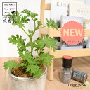 カトリソウ (蚊香龍:虫除けの木) 白色 モスポット シリンダー型 陶器鉢 1鉢 【ココファイバー】 カコロン カーコロン ニオイゼラニウム ローズゼラニウム 蚊取草 蚊酔草 蚊連草 Pelargonium graveolens