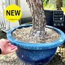 松(巨木:H230cm) 15号 プラスチック鉢 1鉢 マツ 松の木 Pinus