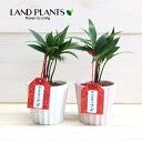 縁結びの木(梛:ナギ) 白色 陶器鉢 セラミス植え 1鉢 (迎春バージョン)ナギの木 梛木 熊野三山 神木 鉢植え 鉢 陶器 陶器製 命名 名付け 名前に使う Nageia nagi
