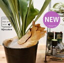 コウモリラン(立性) 苗木 7号 プラスチック ポット苗 1鉢 シダ シダ植物 platycerium bifurcatum