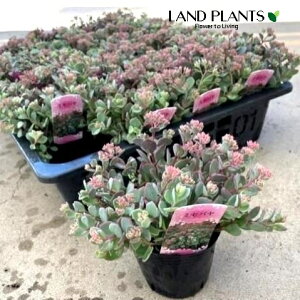 【古典園芸植物】 ミセバヤ(見せばや) 3号 ポット苗 1鉢 玉緒 たまのを 多肉 多肉植物 Hylotelephium sieboldii