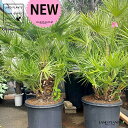 ヤシ(チャメロプス) 15号 プラスチック苗 1鉢 Chamaerops humilis 'Vulcano'