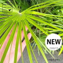 ヤシ(チャメロプス) 15号 プラスチック苗 1鉢 Chamaerops humilis 'Vulcano'