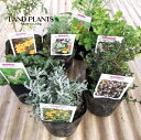 ムシヨケハーブ (虫除けハーブ:2鉢おまかせ) 3号 ポット苗 2鉢 herb