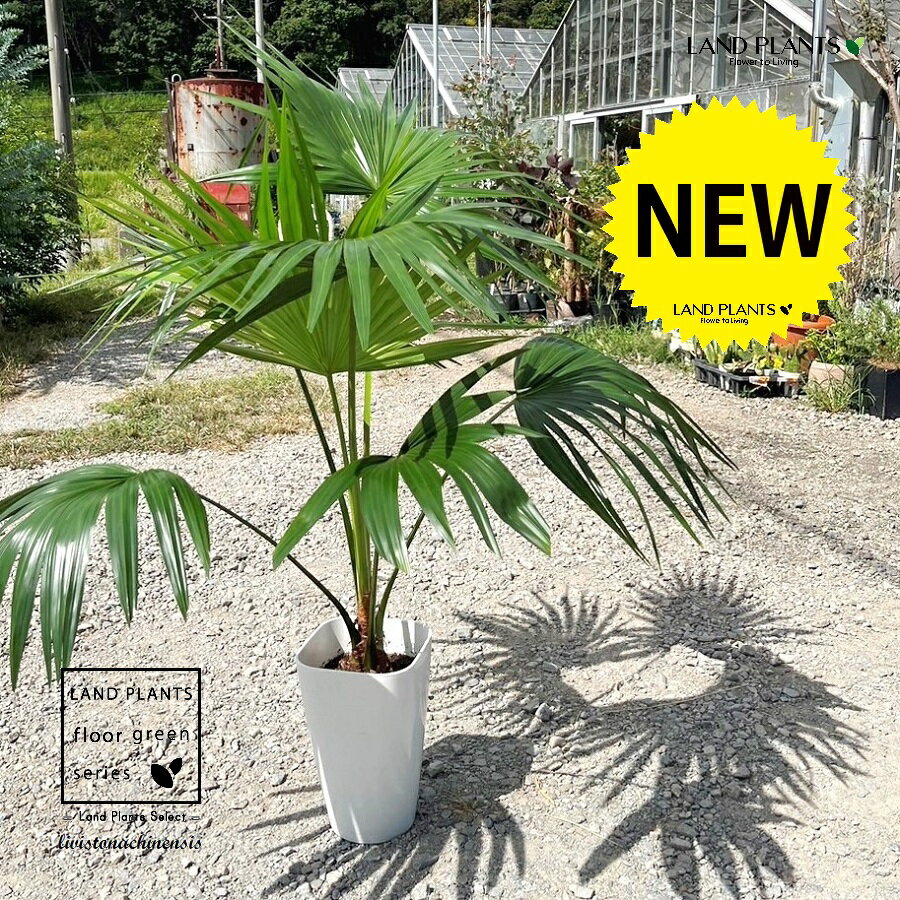 楽天市場】ビロウヤシ(観葉植物|花・観葉植物):花・ガーデン 楽天市場】ビロウヤシ(観葉植物|花・観葉植物):花・ガーデン