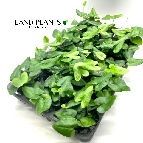 【ケース販売：15入】 ヘミオニティス・アリフォリア（ハートファーン） 3号 ポット苗 15鉢 ヘミオニティスアリフォリア Hemionitis arifolia