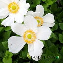 秋明菊:シュウメイギク(白八重) (ホワイト) 3.5号 ポット苗 1鉢 キブネギク(貴船菊) Anemone hupehensis var. japonica Japanese thimbleweed Japanese anemone