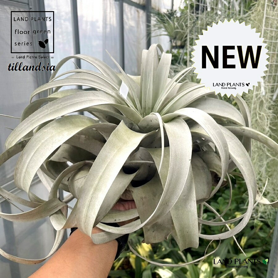 󥸥ʥե 3L  1 ץ ץ ƥ󥸥 Tillandsia xerogra...