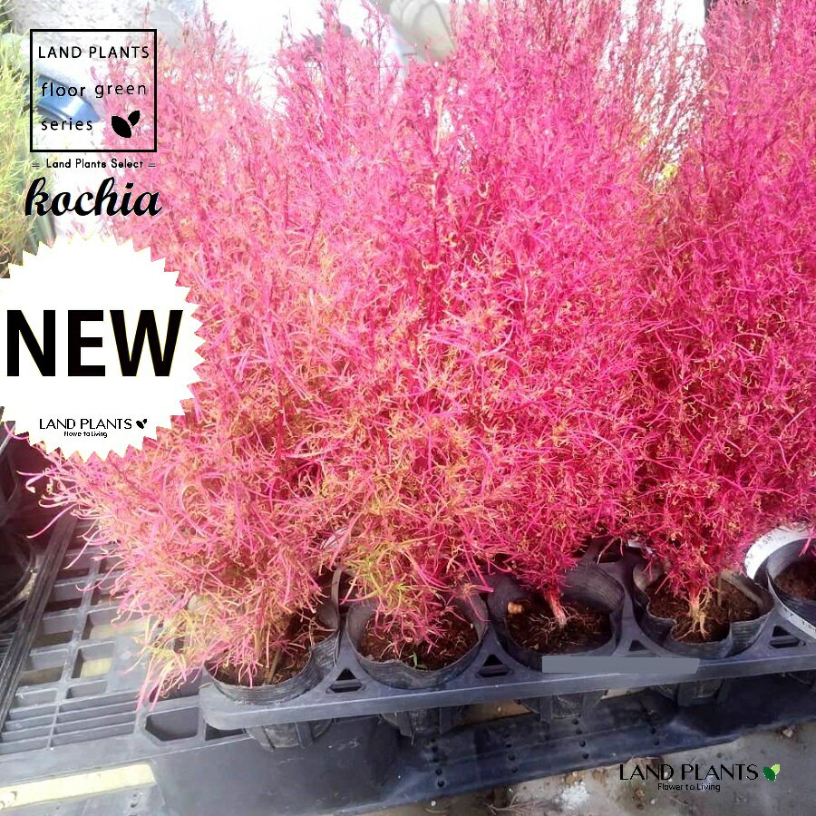 コキア（ほうき草） 3号 ポット苗 1鉢 ホウキギ ホウキソウ 箒草 箒木 法喜 箒草 Kochia scopariaのサムネイル