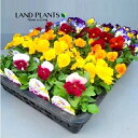 【ケース販売:24入】 パンジー(ヨクサクスミレ) (色:おまかせ) 3号 ポット苗 24鉢 プティシャトン Pansy Viola X wittrockiana