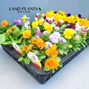 【ケース販売:24入】 パンジー(ヨクサクスミレ) (色:おまかせ) 3号 ポット苗 24鉢 プティシャトン Pansy Viola X wittrockiana